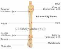 Fibula (leg Bone)