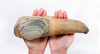 Pacific Geoduck
