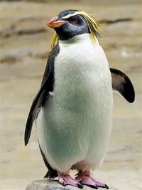 Erect-Crested ​Penguin​