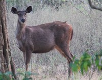 Sambar Deer​