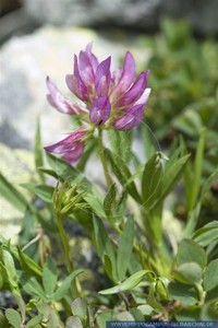 Trifolium ​Alpinum​