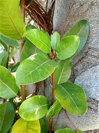 Ficus ​Pulchella​