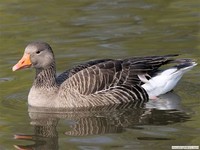 Greylag ​Goose​