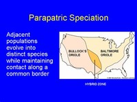 Parapatric Speciation