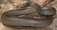 Eastern ​Brown Snake​