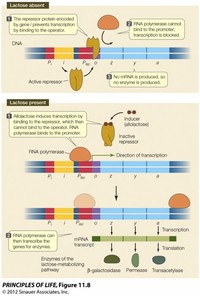 Inducible Operon System 