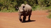 Elephant and Rhino Nursery