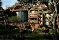 Disney's ​Animal Kingdom Lodge​