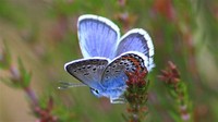 Silver-​Studded Blue​