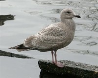 Thayer's Gull​