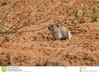 Desert Pygmy ​Mouse​