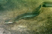 European eel​
