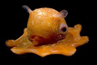 Opisthoteuthis Adorabilis (Flapjack Octopus) 