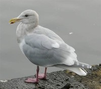 Glaucous-​Winged Gull​