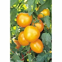 Jubilee ​Tomato​