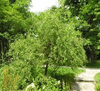Salix ​Matsudana​