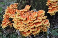 Chicken of the ​Woods​