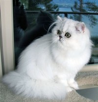 Himalayan cat​