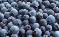 Blueberries The Blueberry is an Antioxidant Powerhouse