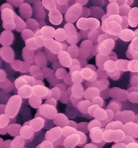 Streptococcus ​Mutans​