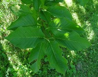 Magnolia ​Acuminata​