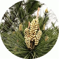 Pinus ​Massoniana​