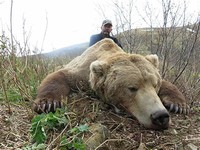 Alaska ​Peninsula Brown Bear​