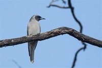Woodswallow​