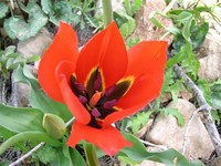 Tulipa ​Agenensis​