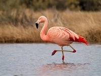 *Chilean Flamingo (Phoenicopterus Chilensis)