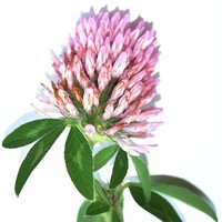 Trifolium Buckwestiorum