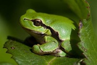 European Tree ​Frog​