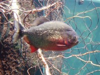 Red-Bellied ​Piranha​