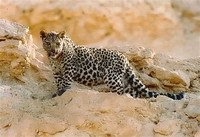 Sinai Leopard​