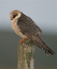 Red-Footed ​Falcon​