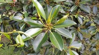 Ficus ​Rubiginosa​