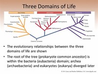Domain - Archea, Eubacteria, Eukaryote