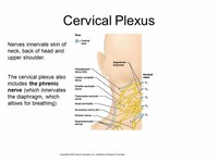 Cervical Plexus—Serves the Head, Neck and Shoulders