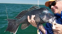 Black Sea Bass 