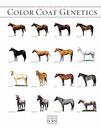 Horse Coat Colors