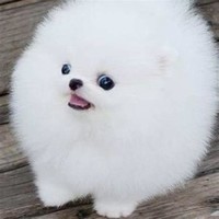 A Puff of Cloud or a Pomeranian Puppy