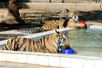 Baghdad Zoo
