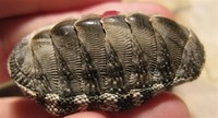 Chitons (Coat of Mail Shells)