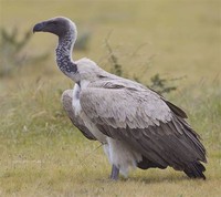 White-Backed ​Vulture​