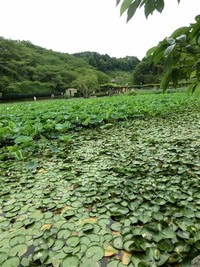 Shimizufunakoshitsuzumi Park