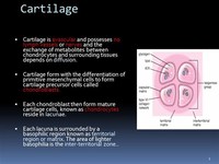 Cartilage