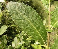 Salix ​Appendiculata​