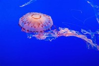 Box Jellyfish​