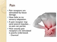 Pain Receptors Stimulated by Tissue Damage