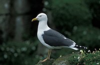 Lesser Black-​Backed Gull​